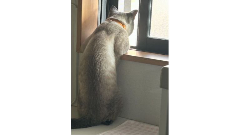 窓際の猫