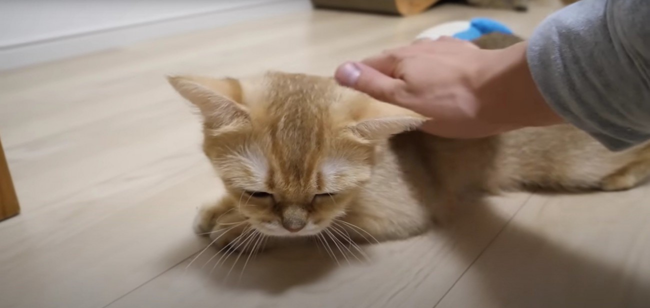 撫でられている猫