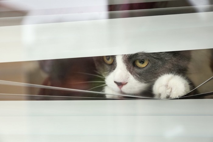 刑事ドラマのように外を見る猫