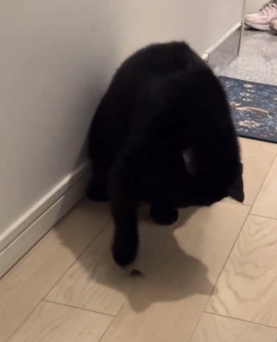 ぺちぺち叩く黒猫
