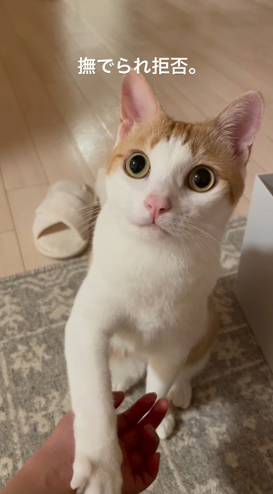 飼い主の手を自分の前足で押し返す猫