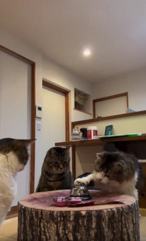 テーブルを囲む3匹の猫