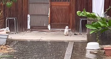 雨宿りをする猫