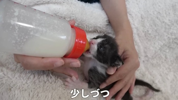 ミルクを飲むハチワレの子猫