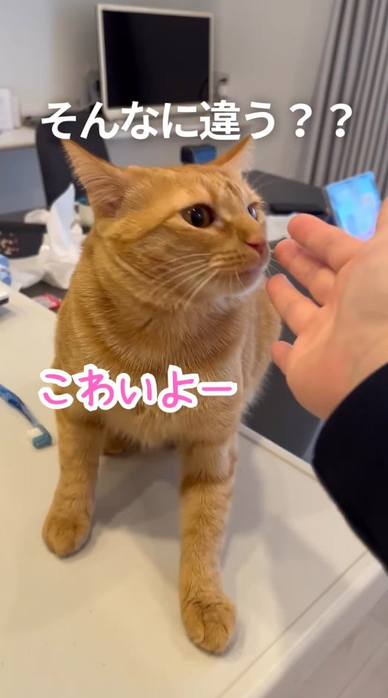 猫に手を近づける飼い主