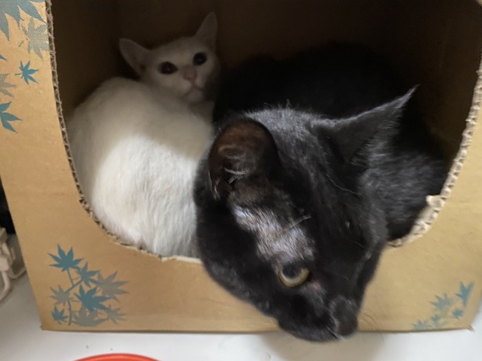 白猫のケージ内に入り込む先住の黒猫