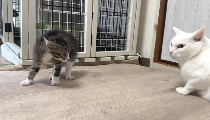 パヤパヤのキジ白子猫