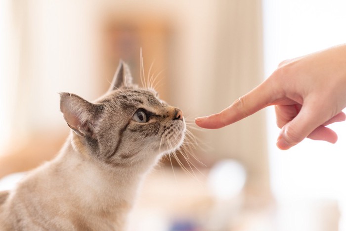 人の指に顔を近づける猫