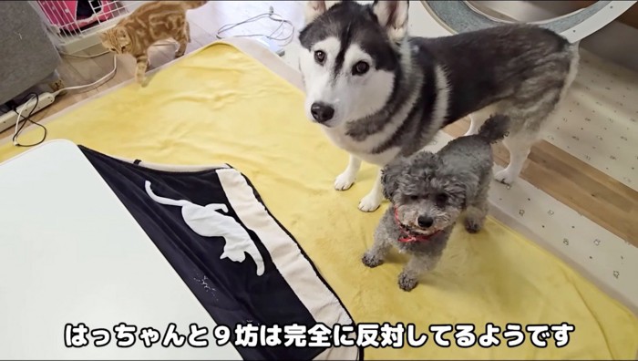 コタツの前で飼い主を見上げる2頭の犬