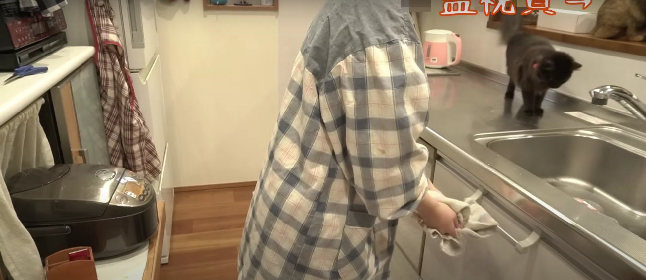 シンクに立っている猫