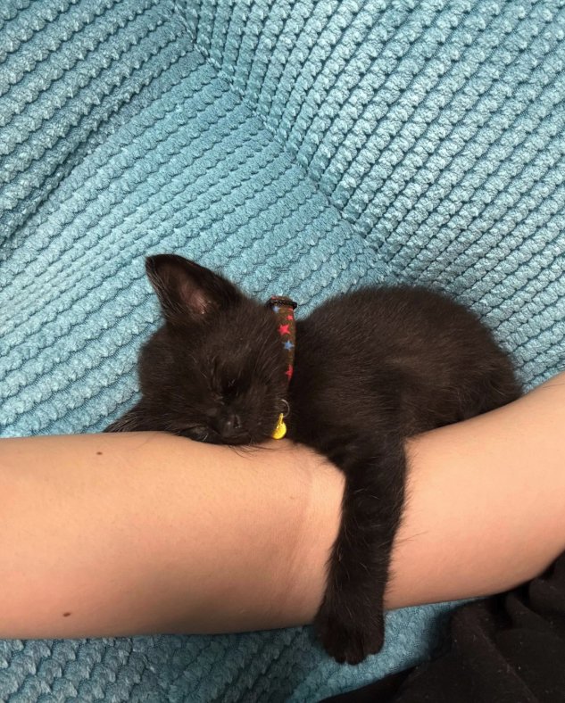 飼い主の腕にしがみついて寝ている子猫