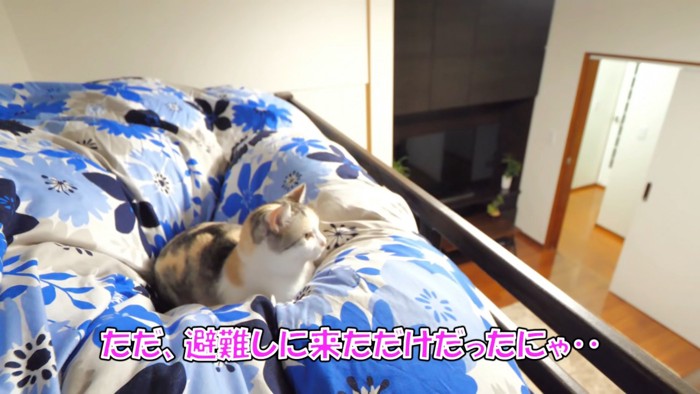 布団の上に座る猫