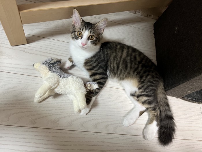 ぬいぐるみと子猫