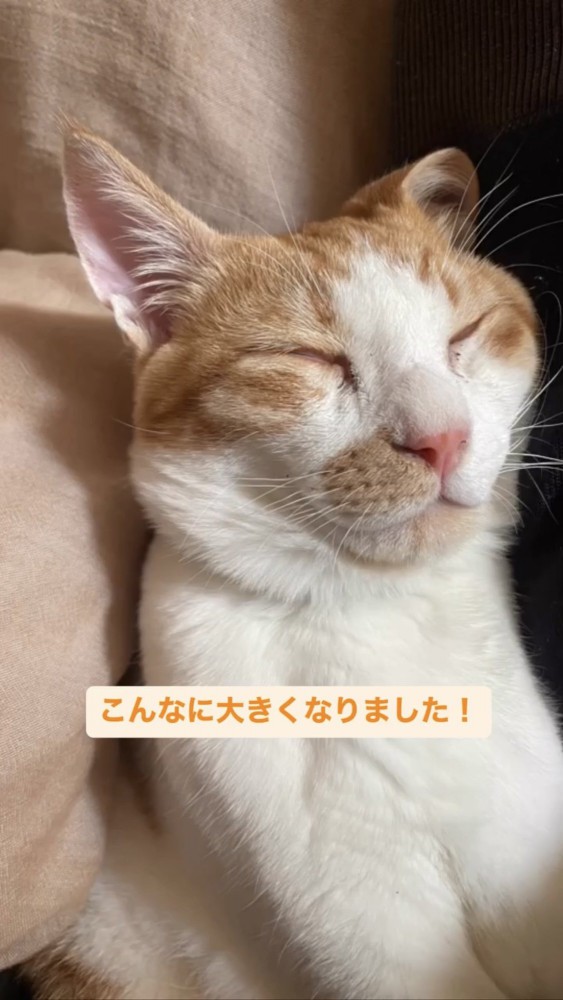 目をつぶっている猫