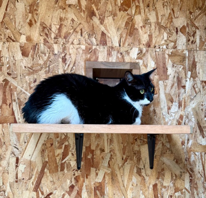 高いところで休む猫