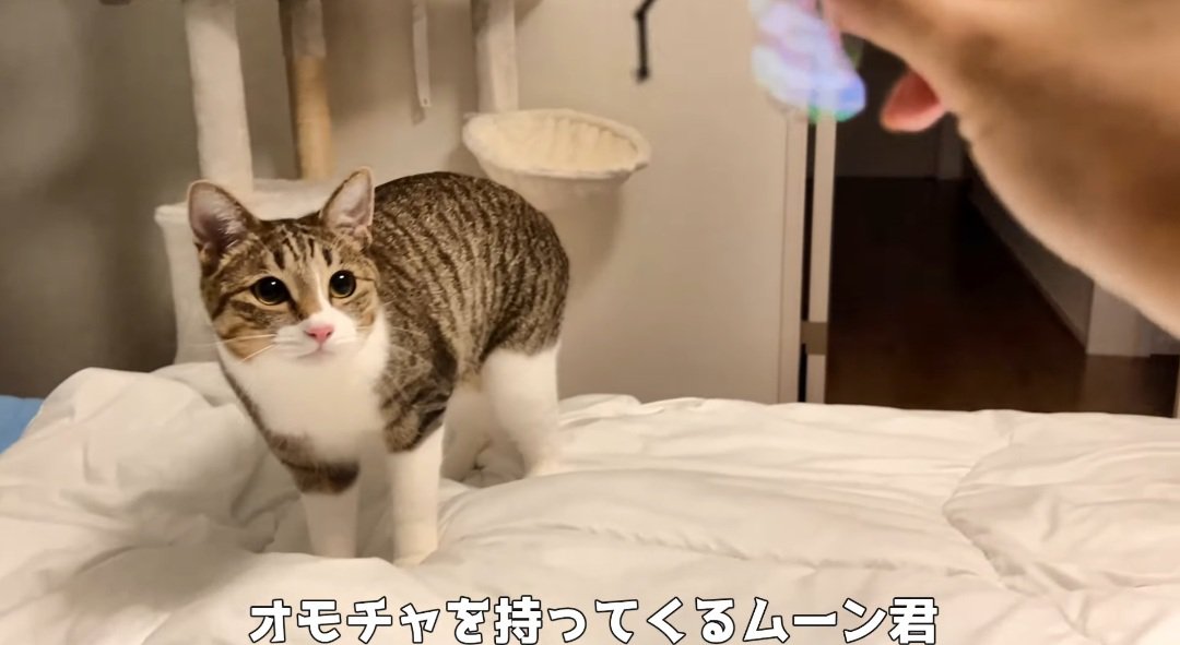 ベッドの上の猫