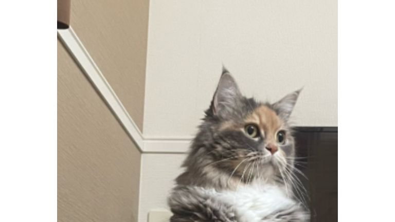 二足立ちしている猫