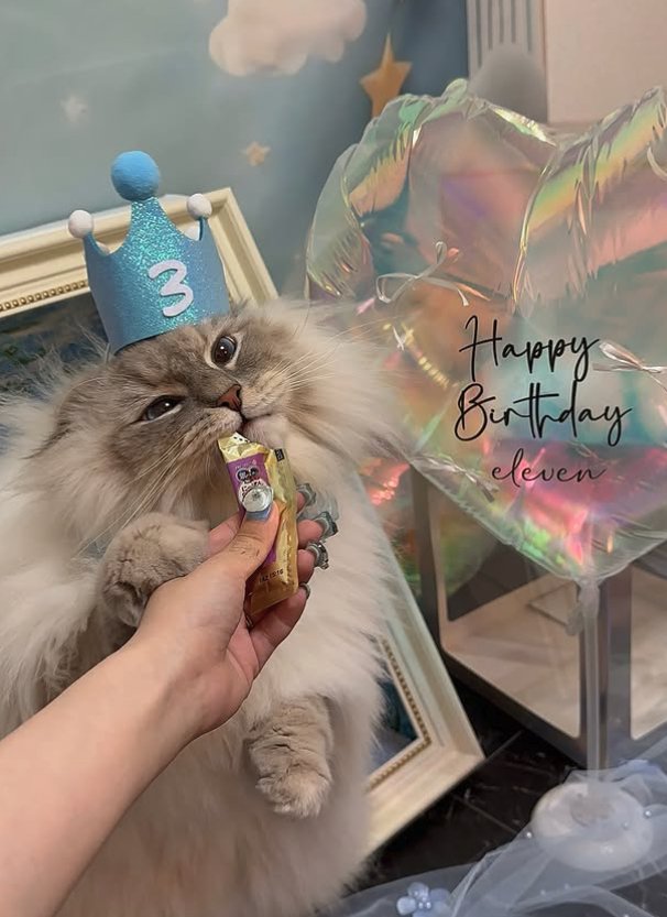 お誕生日撮影をしながらちゅーるを食べている猫