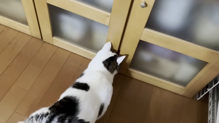 食器棚の前にいる猫