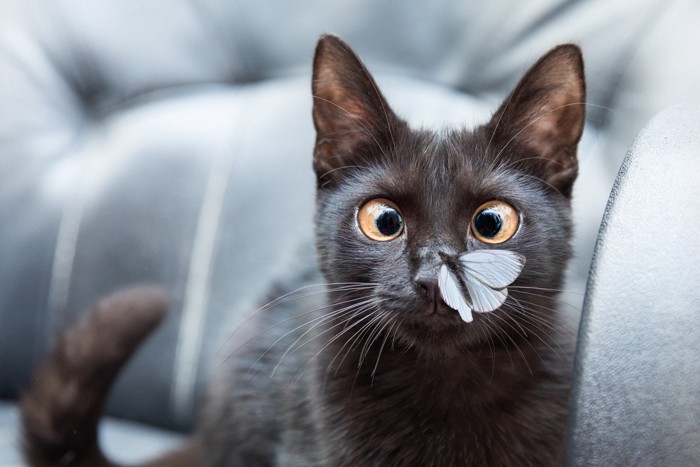 蝶を見る猫