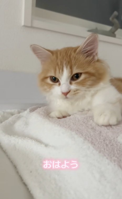 目が覚めたマンチカン