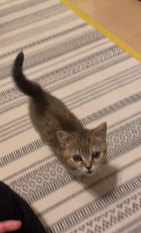 呼んだら来るマンチカンの子猫