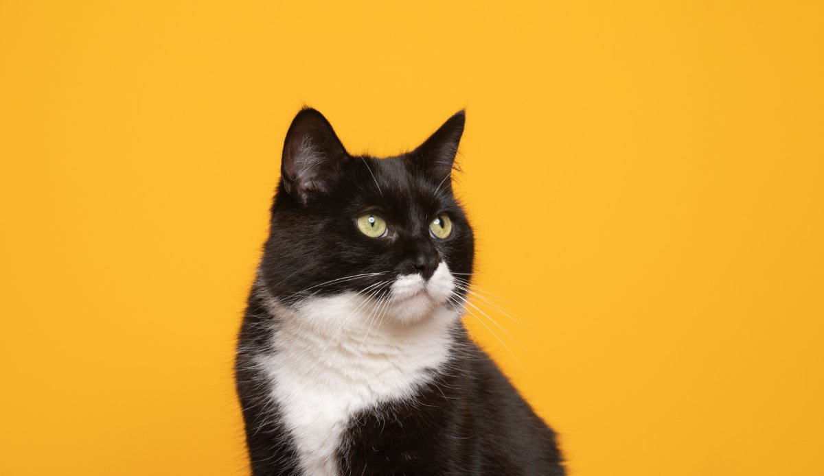 白黒の猫
