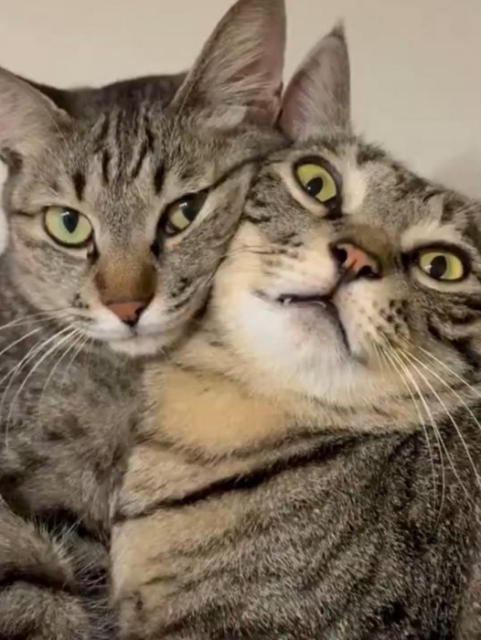 顔を寄せ合う2匹の猫