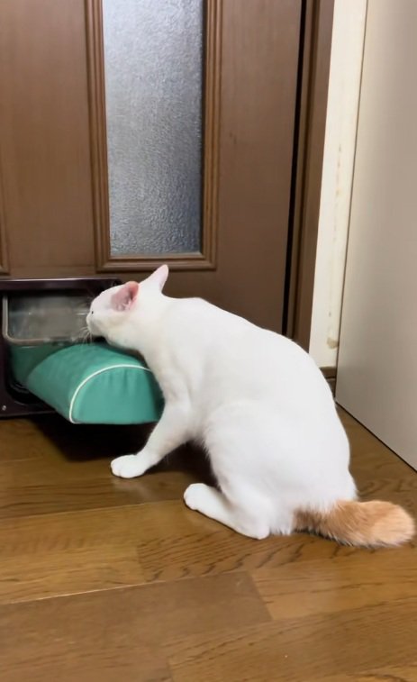 猫用通路を枕を通そうとしている猫