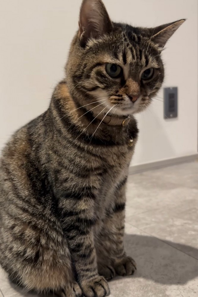 おすわりする猫