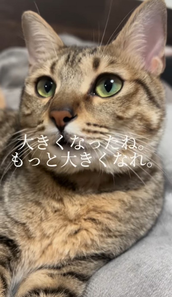 猫の顔のアップ