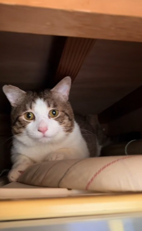 押し入れの中にいる猫