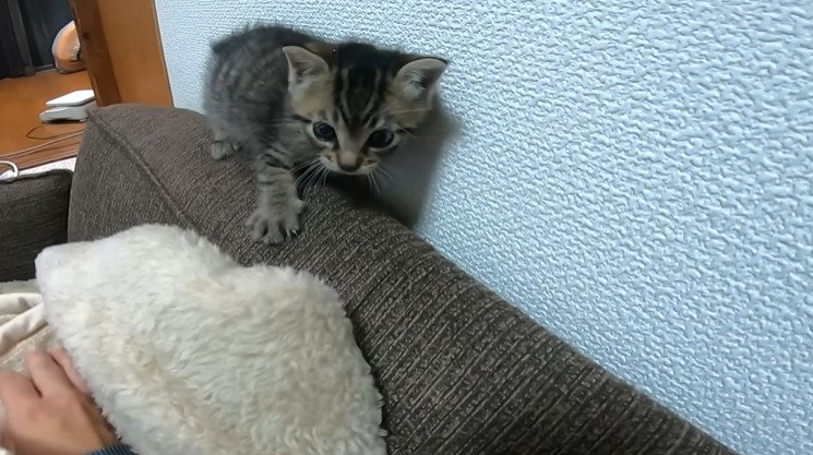 ソファの背もたれを歩く子猫