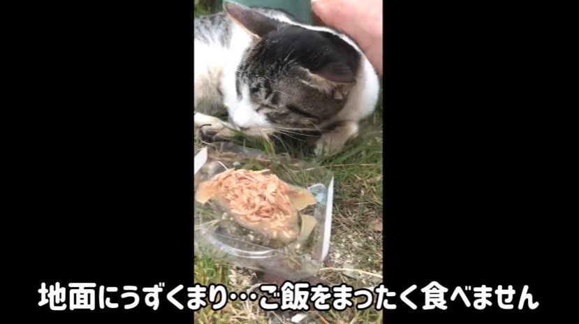 撫でられる子猫