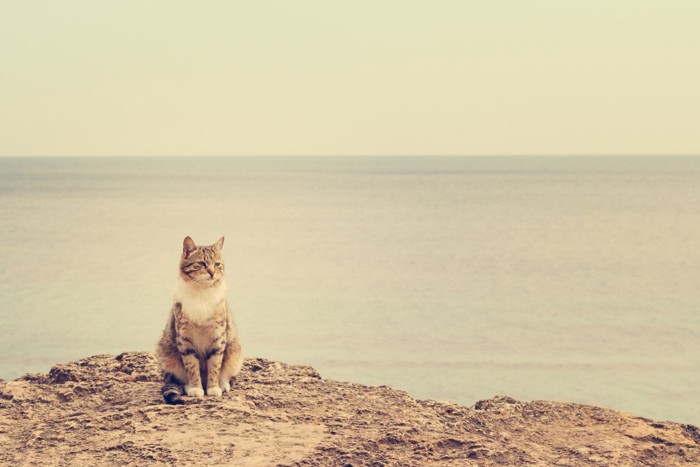 海辺の猫