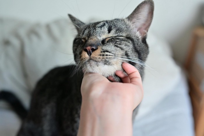 気持ち良さそうな猫