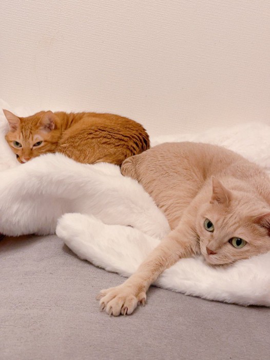 毛布の上にいる猫