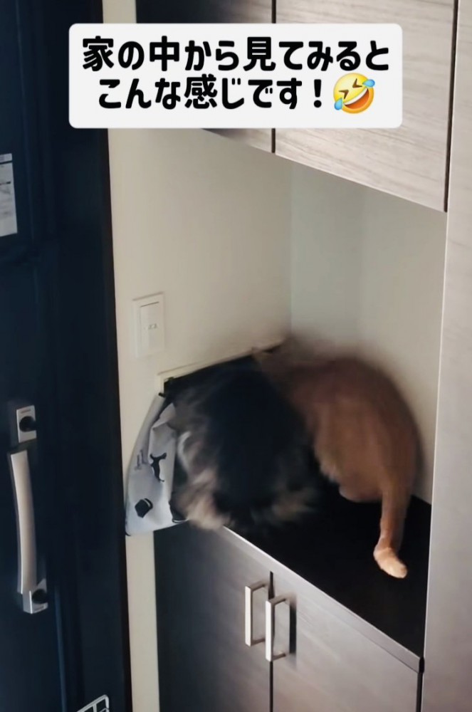 郵便受けに顔を突っ込むミックス猫と茶トラ猫