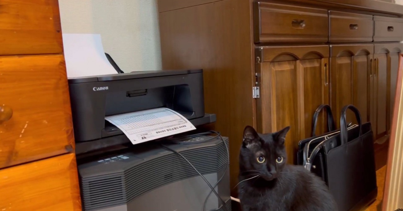 飼い主さんを見るこねろくくん