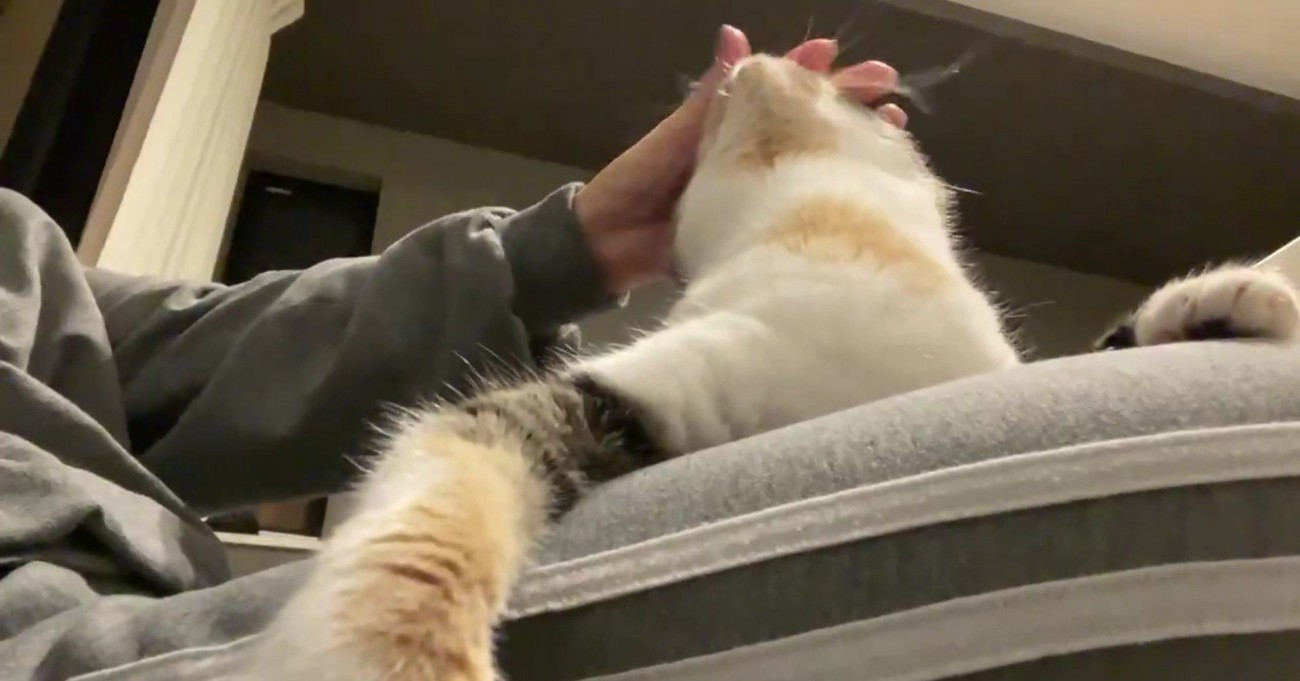 インカメラで撮影中のむーちゃん