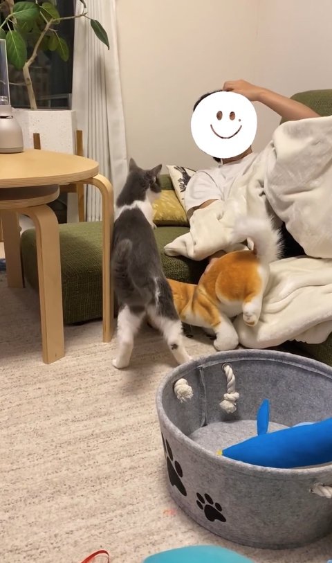 ソファに前足をかけて飼い主を見つめる猫