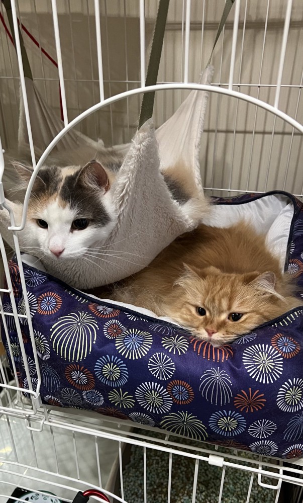 くつろぐ2匹の猫