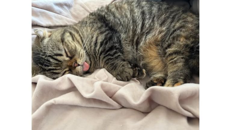 寝ている猫