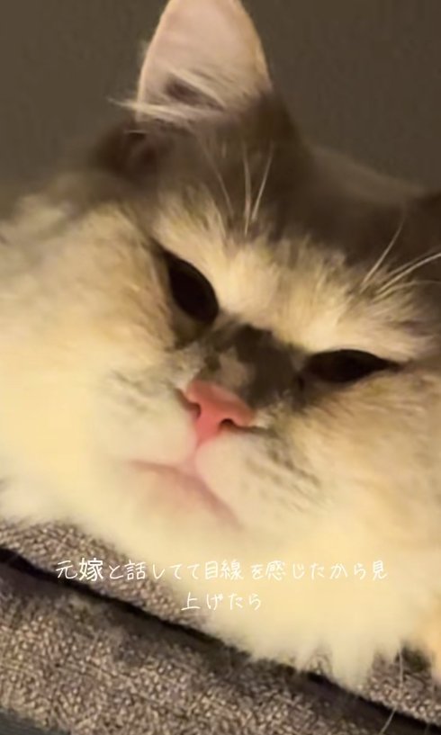 ライトアップされた猫の顔ドアップ