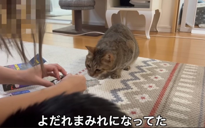 見る猫