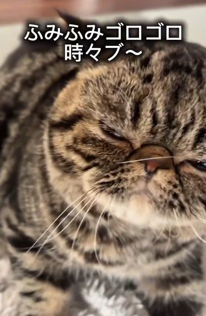 ふみふみするブラウンクラシックタビー