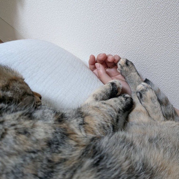 腕の中のこむぎちゃん