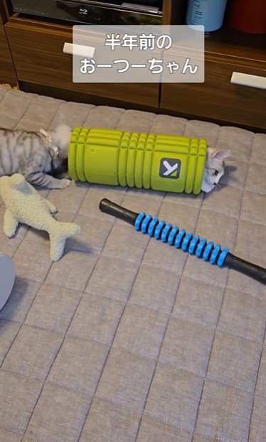 ローラーで遊んでいる2匹の猫