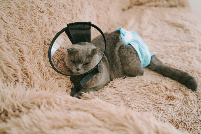 カラーとおむつをつけた猫