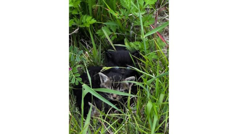 草むらにいる猫